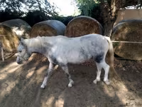 घोड़ी, घोड़े — फ़ोटो 2
