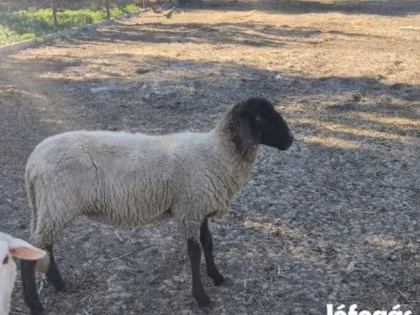 Juh, Tsigai sheep