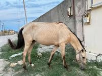 Kanca, Azerbaijan horse — 6. fotó