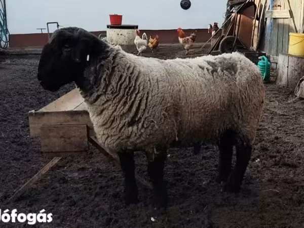 Juh, White Suffolk sheep