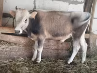 Toro, Ganado vacuno — foto 3