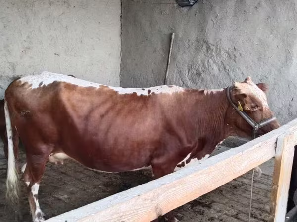 Kuh, Simmental cattle