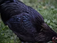Australorp — photo 6