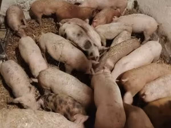 Schweine (Partie, Geschlecht nicht angegeben),  — Ungarn