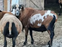मेढ़ा, Cameroon sheep — फ़ोटो 7