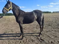 Horse (M), Nonius horse — photo 3