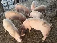 公猪, Pigs — 照片 3