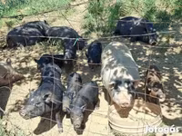 Pigs (batch, sex not specified), Вьетнамская вислобрюхая — photo 4