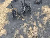 Ducks — الصورة 1
