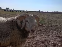 Kos, Juhok — 2. fotó