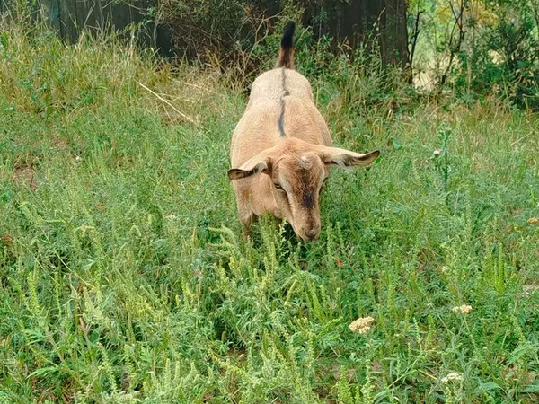Goat, Saanen goat