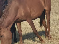 घोड़ी, Horse breed — फ़ोटो 1