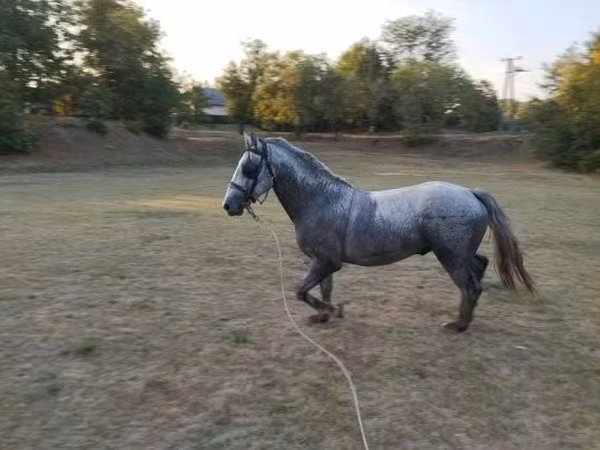 公马, Lipizzaner