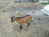 Kozel, Alpine goat — foto 2
