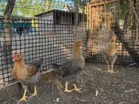 Chickens — Foto 1