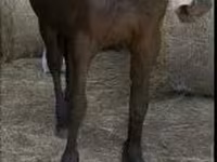 Айғыр, Friesian — 3-сурет