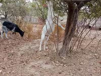 Cabras (lote, sexo no especificado), Cabras — foto 3