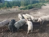 Boar, Pigs — photo 1