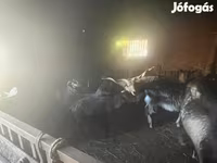 母羊, Cameroon sheep — 照片 3
