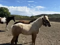 公马, Horses — 照片 5