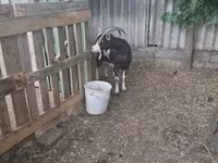 母山羊, Goats — 照片 3
