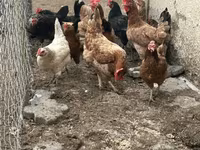 Chickens — الصورة 3