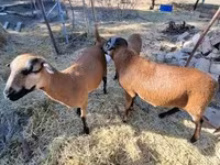 Oveja, Cameroon sheep — foto 5