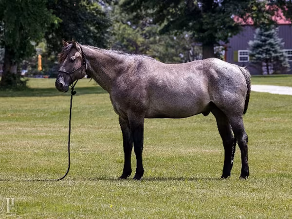 Hing, Quarter Horse