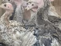 Turkeys — photo 2