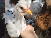 Chickens — الصورة 4