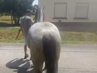 Caballo, Caballos — foto 5