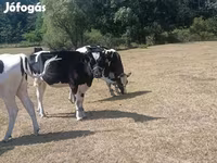 Vaca, Raza Holstein — foto 5