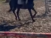 Hing, Hungarian horse breed — 1. fotó