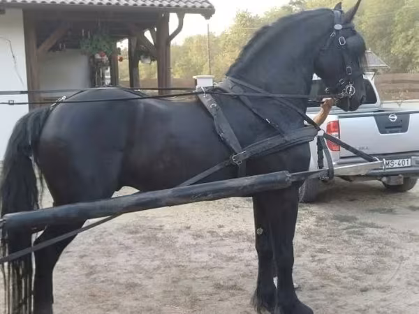 Caballo, Friesian — Hungría