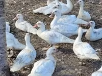 Geese — फ़ोटो 3