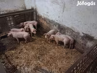 母猪, Pigs — 照片 3