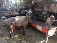 Schaf, Rhon sheep — Foto 2