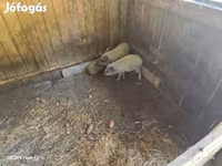 Pigs (batch, sex not specified), Мангалица — photo 2