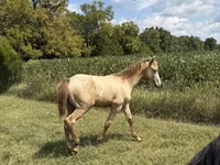 Hengst, Kentucky mountain daddle horse — Foto 3
