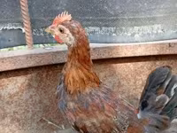 Chickens — الصورة 5