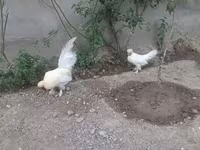 Japanisches Bantam — Foto 2