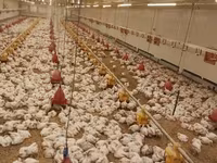 Chickens — Foto 2