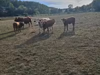 Bulle, Limousin-Kuh — Foto 2