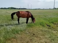 公马, Kushum Horse — 照片 4