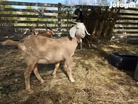 母山羊, Nubian Goat — 照片 6