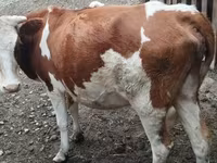Сиыр, Simmental cattle — 1-сурет
