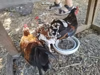 bantam japonais — photo 2
