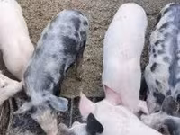 Sow, Pigs — photo 3