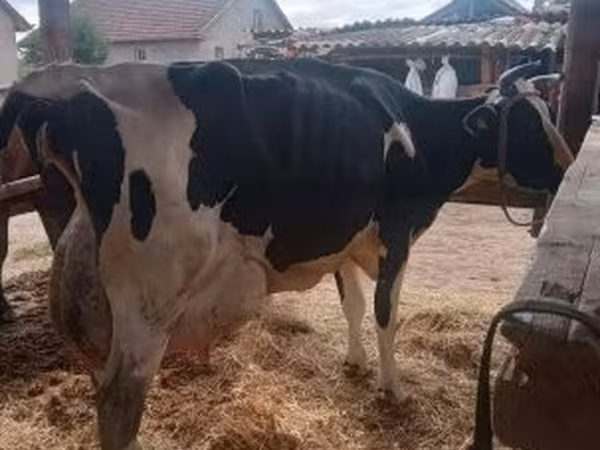 Toro, Vaca Limousin