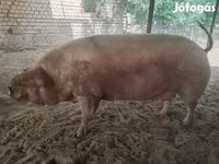 Süldőanya, Датский ландрас — 1. fotó